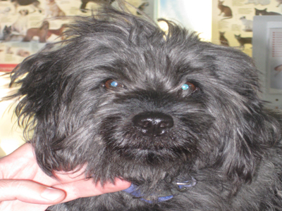 Βρέθηκε γκριφονάκι στην Λ. Πεντέλης